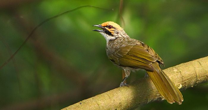  Mengapa  Burung Tidak  Punya Gigi  Ini Penjelasannya 