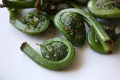 fiddlehead ferns