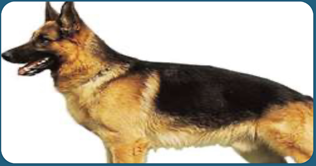 German shepherd is a breed of which animal?