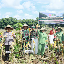 Kodim 1426/Takalar Gelar Panen Raya Serentak Di Wilayah Kodam XIV/Hasanuddin