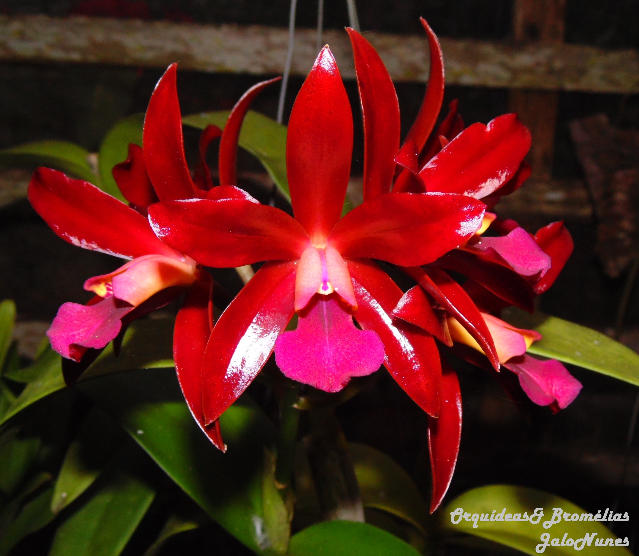 ORQUÍDEAS * BROMÉLIAS: Cattleya chocolate drop - flores 2022