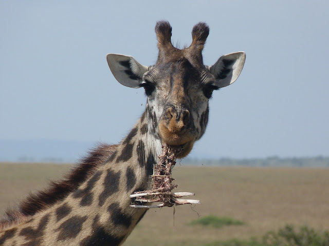 Giraffe with the unusal snack of animal bones