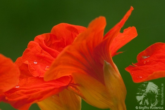 fototriss142_20110730_2