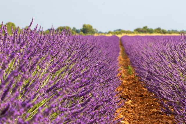 Campi di lavanda a Valensole