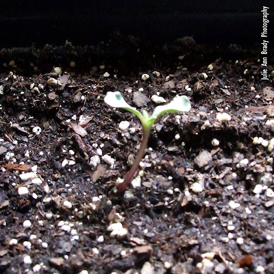 Chianti Hybrid Sunflower Seedling