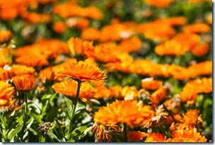 Jardin botanico-3
