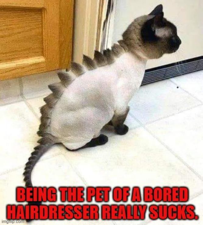 A Bored Hairdresser! - Funny Quarantine Haircut memes pictures, photos, images, pics, captions, jokes, quotes, wishes, quotes, sms, status, messages, wallpapers.