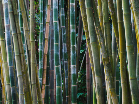 Bamboo In Florida7