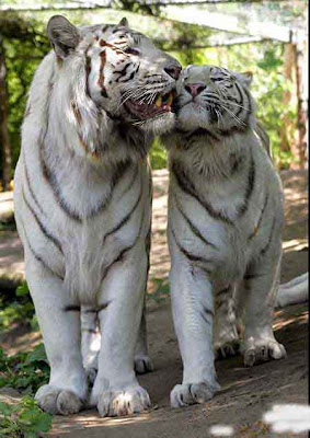 White Tiger Cubs Photo