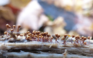 Hémitrichie non déterminée - Hemitrichia sp.