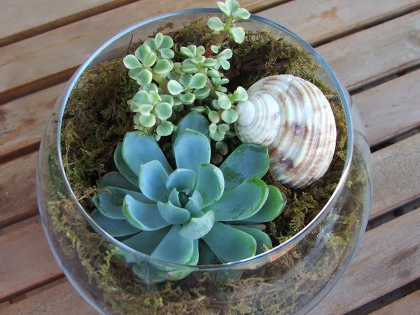 Succulents - Succulent gardens - succulent arrangements