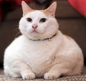 Top 10 fattest cat pictures