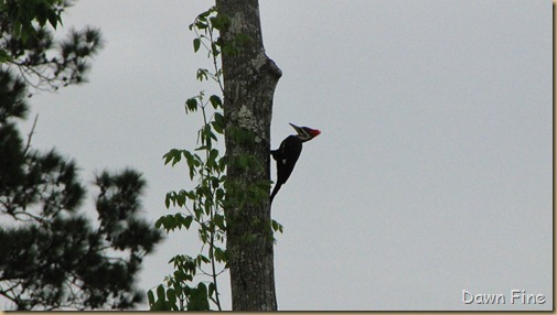 kite in campground_017