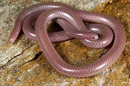 Life is short, but snakes are long: Identifying snake 