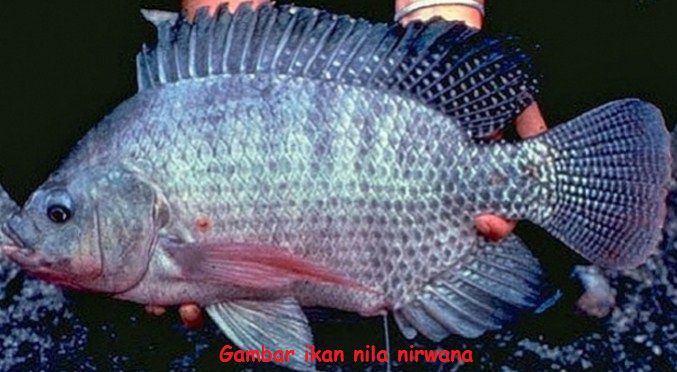 Jenis Jenis Ikan Nila Paling Unggul Untuk Dibudidayakan