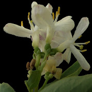 PLEASE IDENTIFY THESE 7 PLANTS (unidentified shrub eastend blossom backdsc crop levels background size)