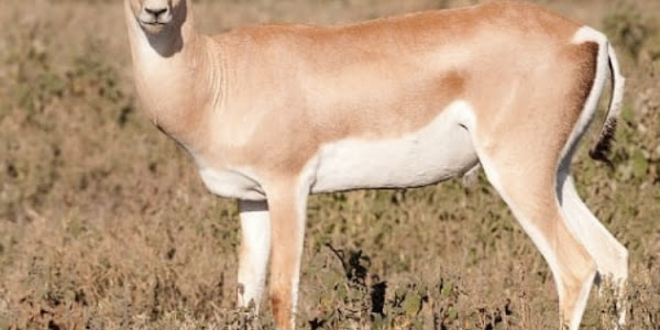 In today's piece, I'd like to discuss the "Grant's Gazelle," also known as "Swala Granti" in Swahili.