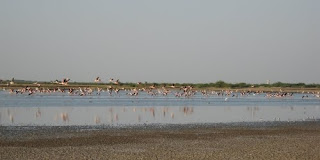 Flamingos, Little Rann of Kutch