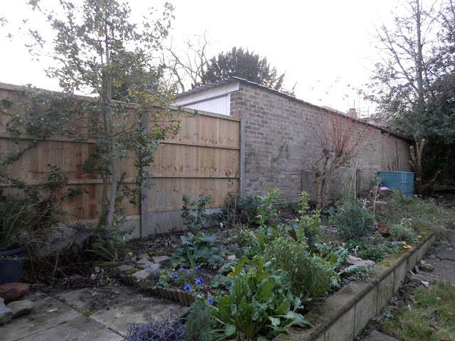 My garden, January 2016. secondhandsusie.blogspot.co.uk #gardenblogger #ukblogger #gardening