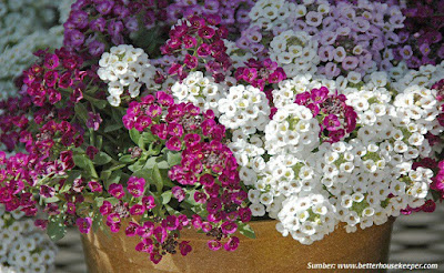 Sweet Alyssum