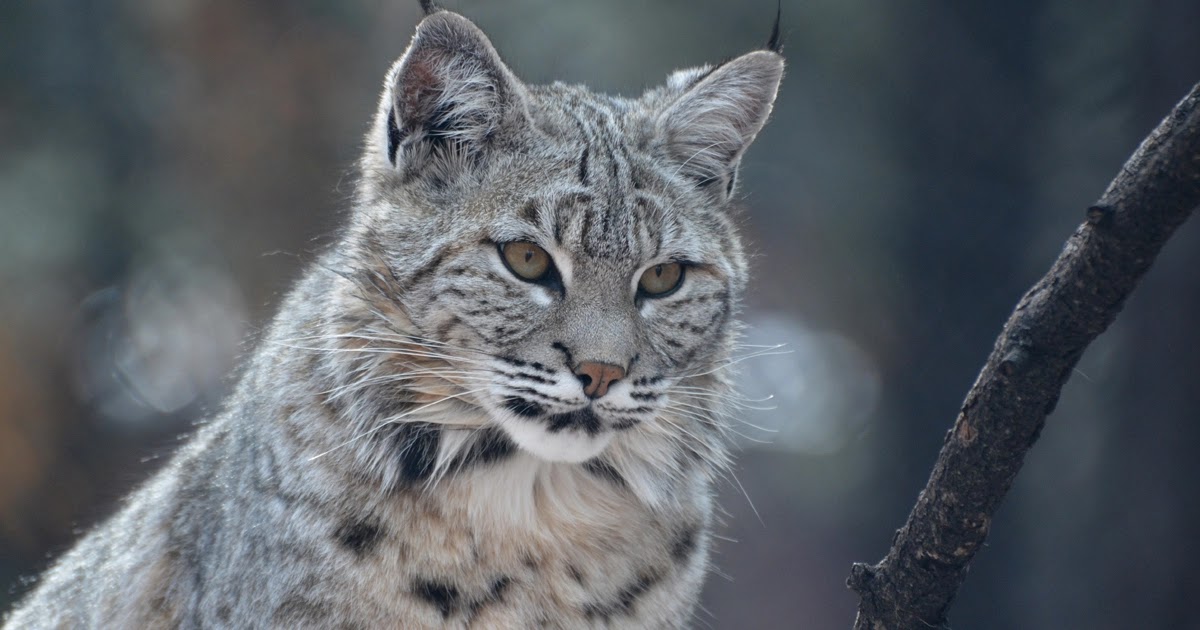 Snow Leopard domestic cat