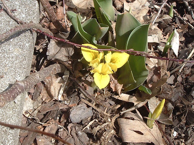 [Photo: Iris danfordiae flower.]