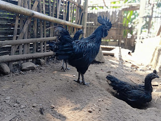 Harga Ayam Cemani