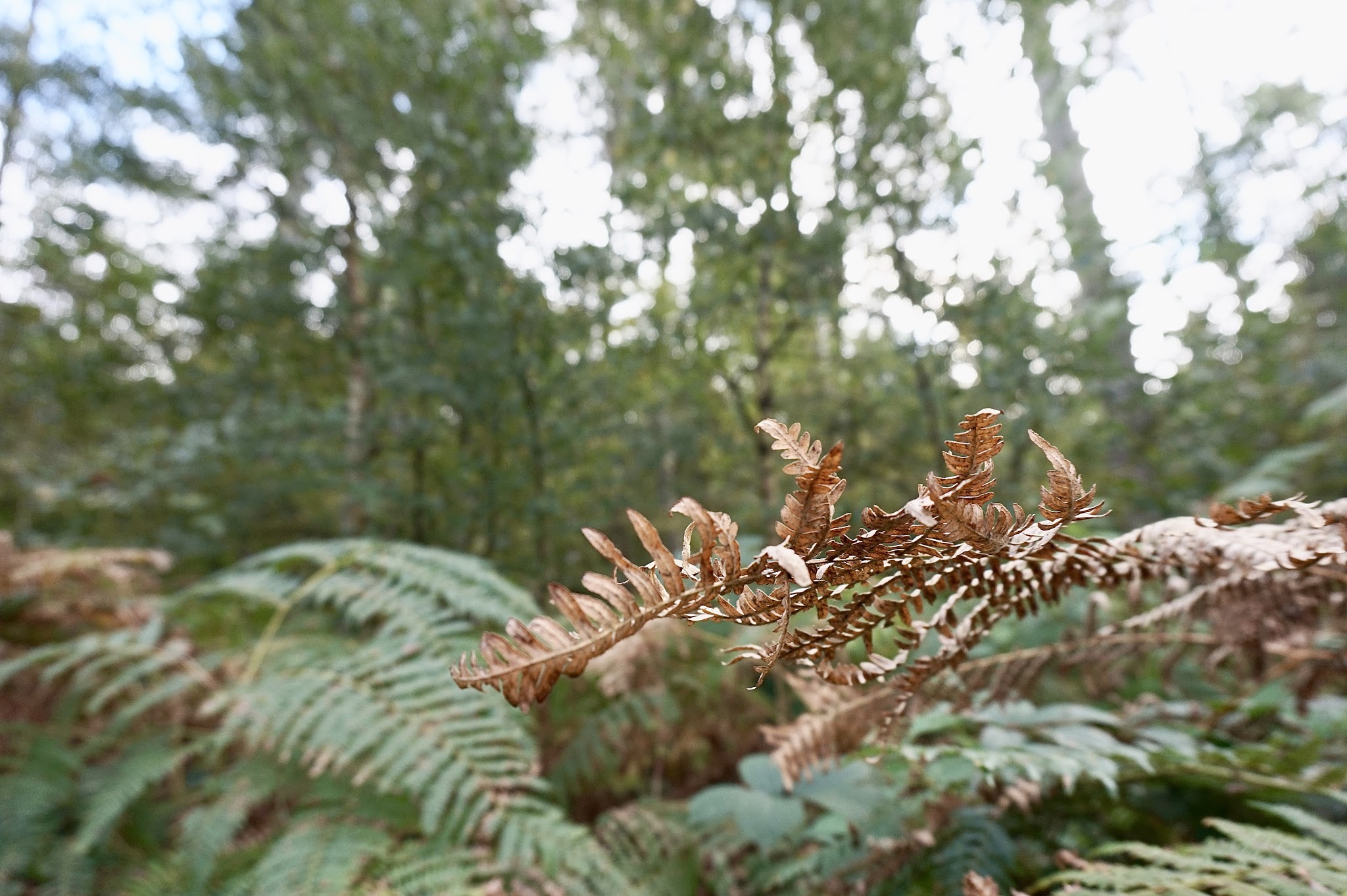 autumnal leaves in a forest