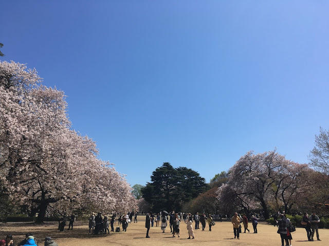 桜の季節の新宿御苑
