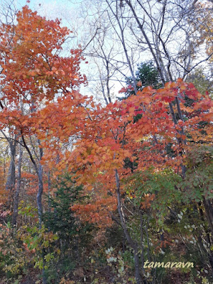 Клён ложнозибольдов (Acer pseudosieboldianum)