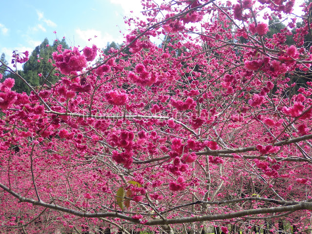 Formosan Aboriginal Culture Village cherry blossom