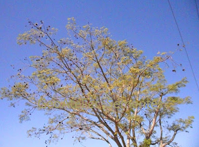 Copa com frutos da timbaúva (Enterolobium contorstisiliquum), orelha-de-macaco