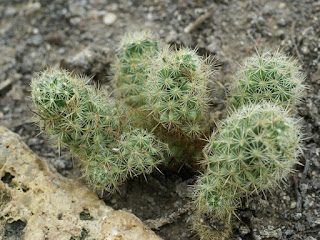 Mammillaria x kuentzii