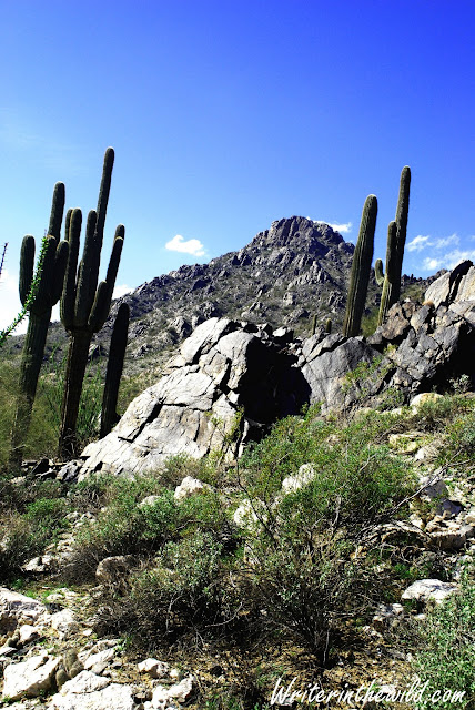 Phoenix Mountains