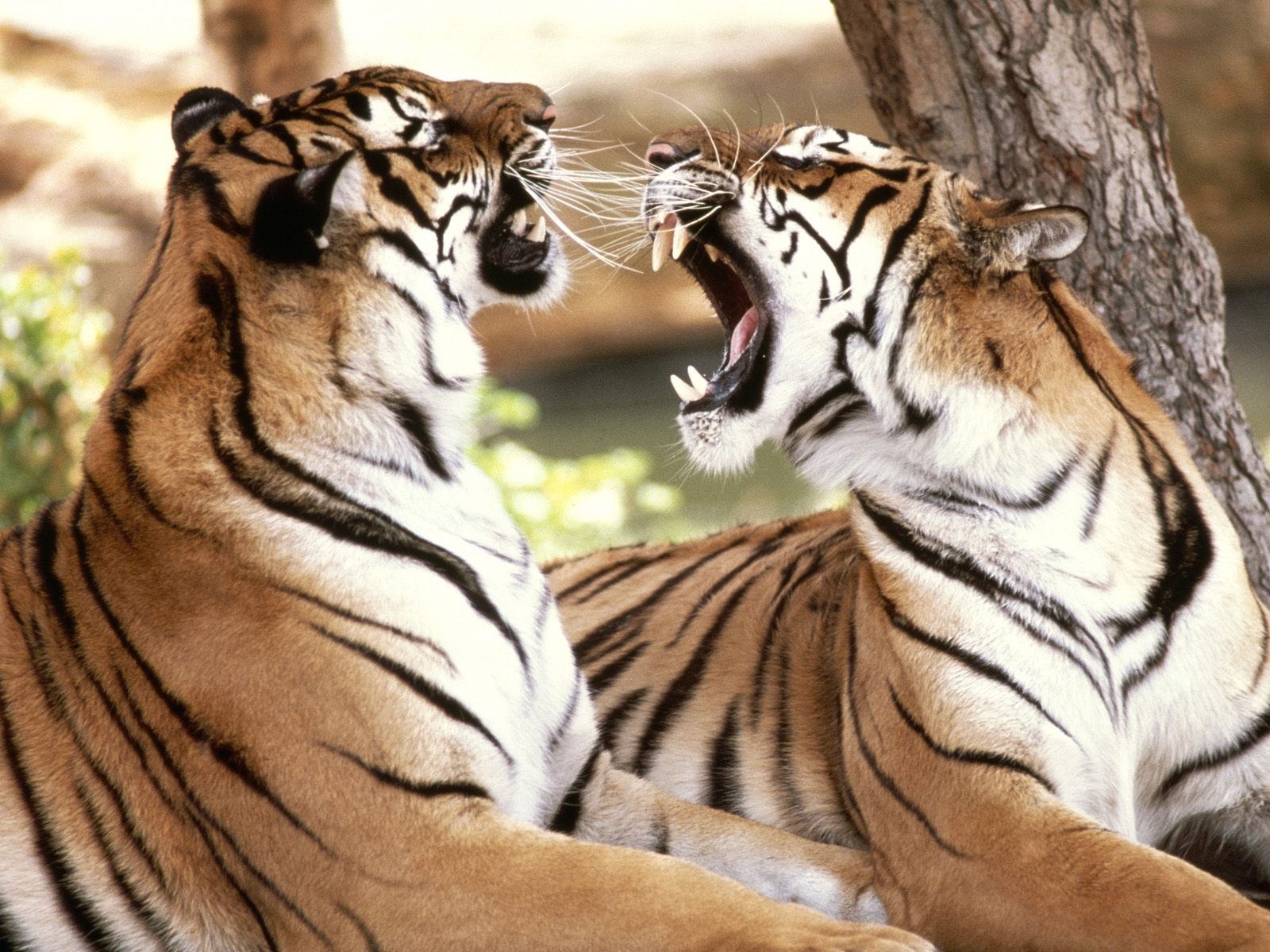 100 Dangerous Tigers Wallpapers - Hottest Pictures 