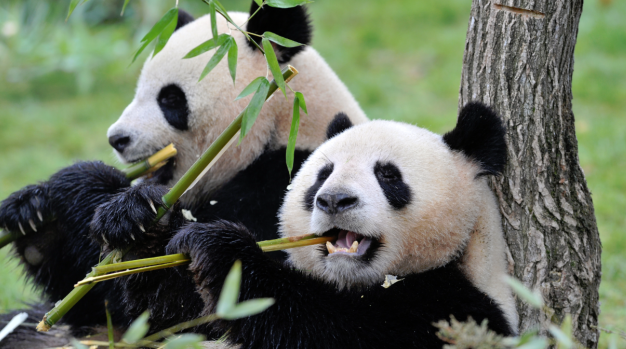 20 Fakta Menarik Panda Oleh Icha Aurella