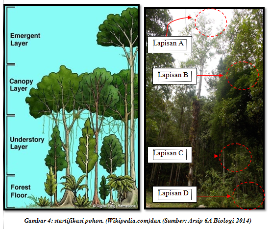 Gambar Hutan Dataran Rendah Biologi Revina Sri Utami Zky 