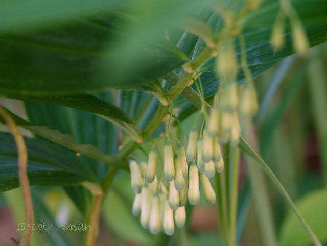 Polygonatum falcatum