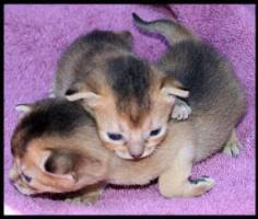 Abyssinian Kittens