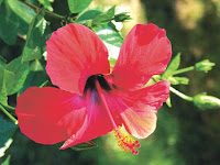 hibiskus+%C3%A7i%C3%A7e%C4%9Fi ibrahim saraçoğlu Wilson hastalığı için hibiskus kürü