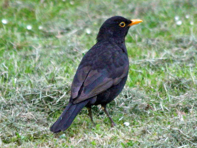 Small Birds Of North America