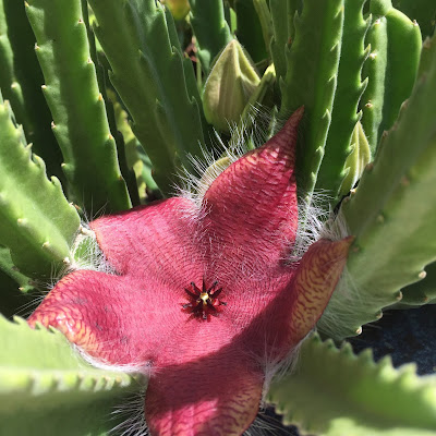 Asclepiadaceae Stapelia Cactus Flowers - Perennial Succulents