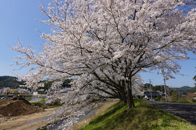 法勝寺川桜並木道　ソメイヨシノ桜