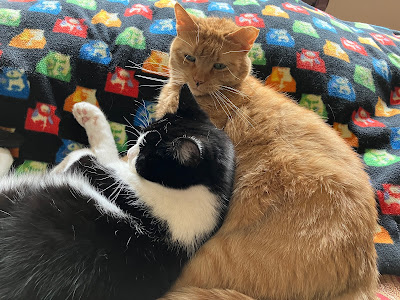 two cats cuddling on a bed