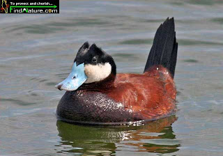 Pato zambullidor grande Oxyura jamaicensis