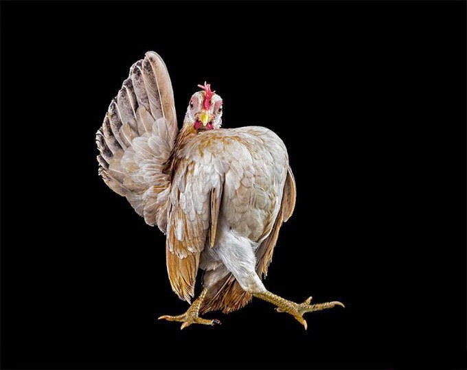 http://funkidos.com/pictures-world/wild-life/funny-poses-of-cock