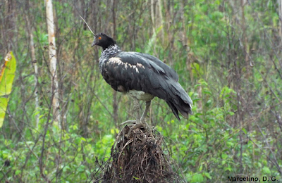 Anhuma, ave símbolo do Goiás, Ave, maior ave do Brasil, birds, birding, birdwatching, nature, natureza e conservação, fotografia, animal