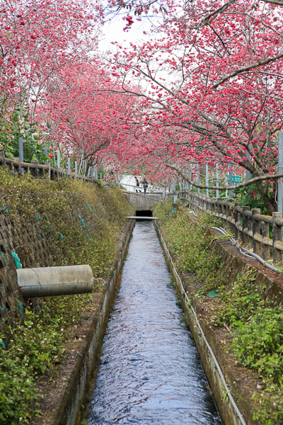 櫻花鳥森林上千棵櫻花結合蜀葵花、小火車、露營、美食、鸚鵡放飛秀