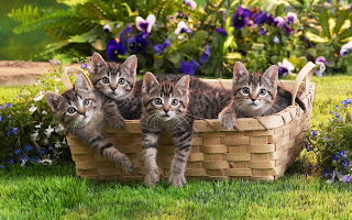 Cute Cats Wallpaper