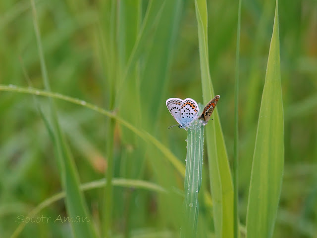 Plebejus argus